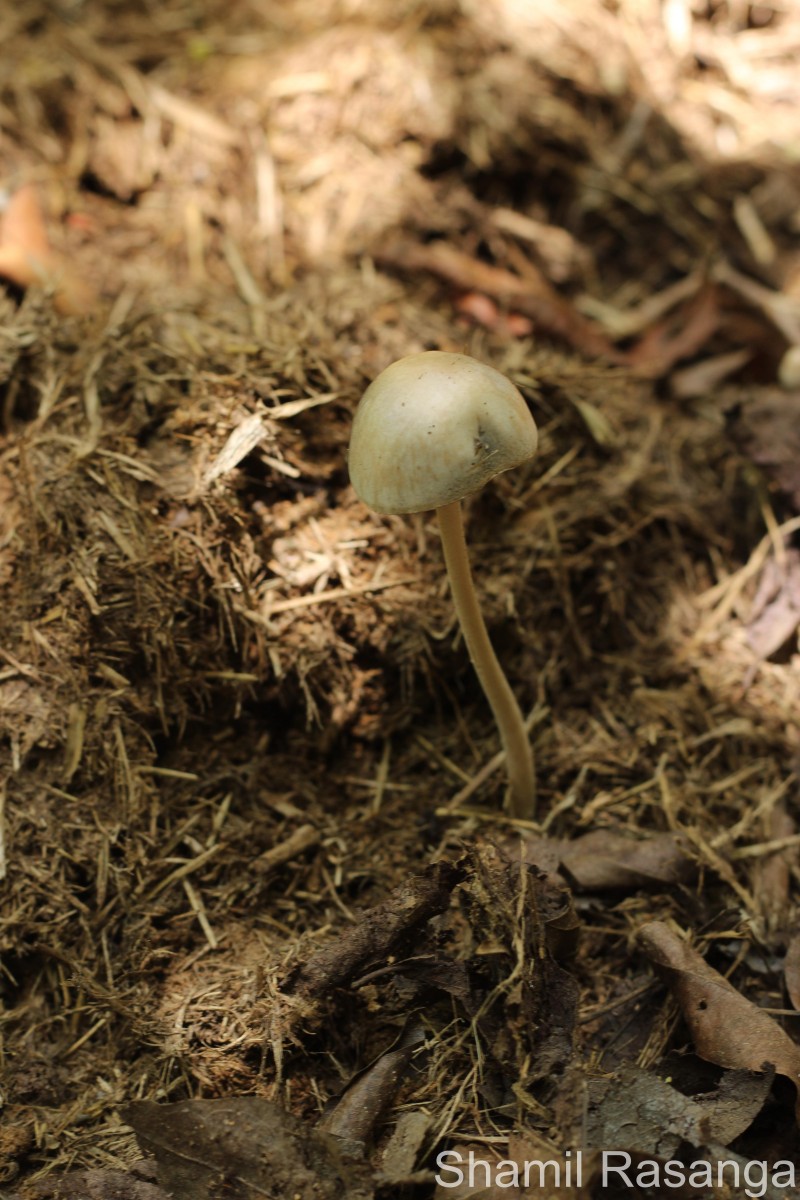 Panaeolus cyanescens (Berk. & Broome) Sacc.